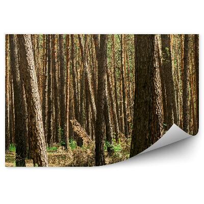 Samolepící fototapeta Jehličnatý lesní trávník