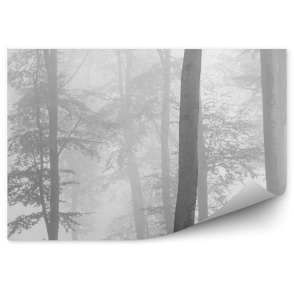 Samolepící fototapeta Les sépie