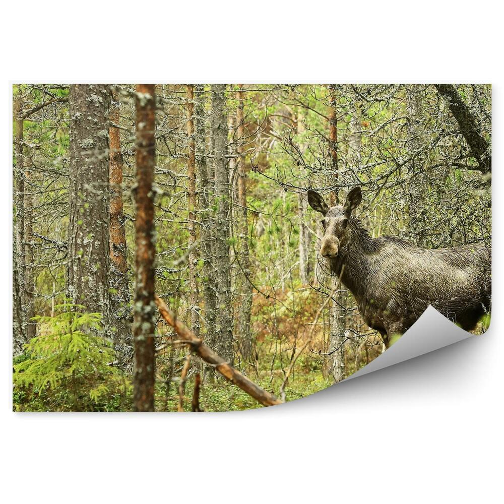 Fototapeta Losí mechový les