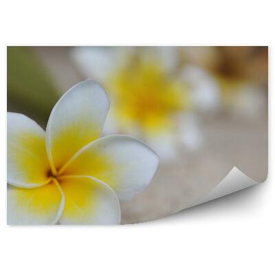 Samolepící fototapeta Tropické plumeria květiny pískové pozadí