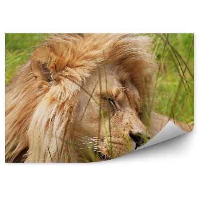 Fototapeta na zeď Jižní Afrika odpočívající lev