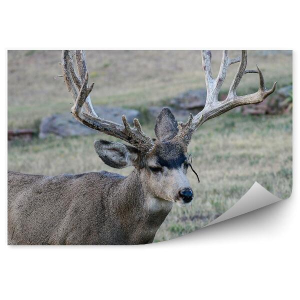 Fototapeta na zeď Jelen na louce