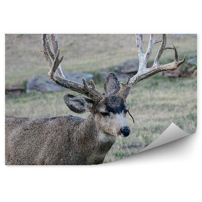 Fototapeta na zeď Jelen na louce