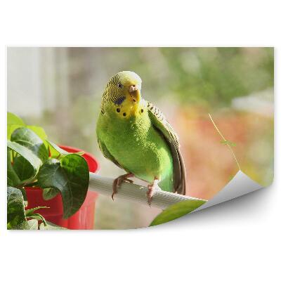 Samolepící fototapeta Papoušek vlnkovaný na větvi