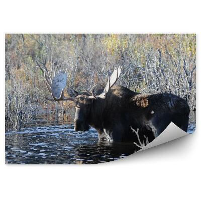 Fototapeta na zeď Losí jezírko v trávě