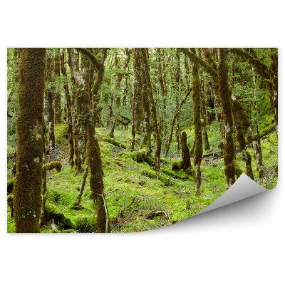 Fototapeta Deštný prales