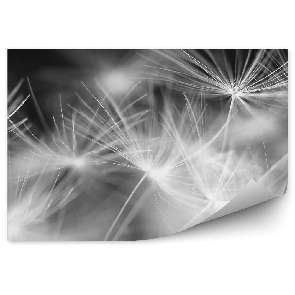 Fototapeta na zeď Makro semena pampelišky