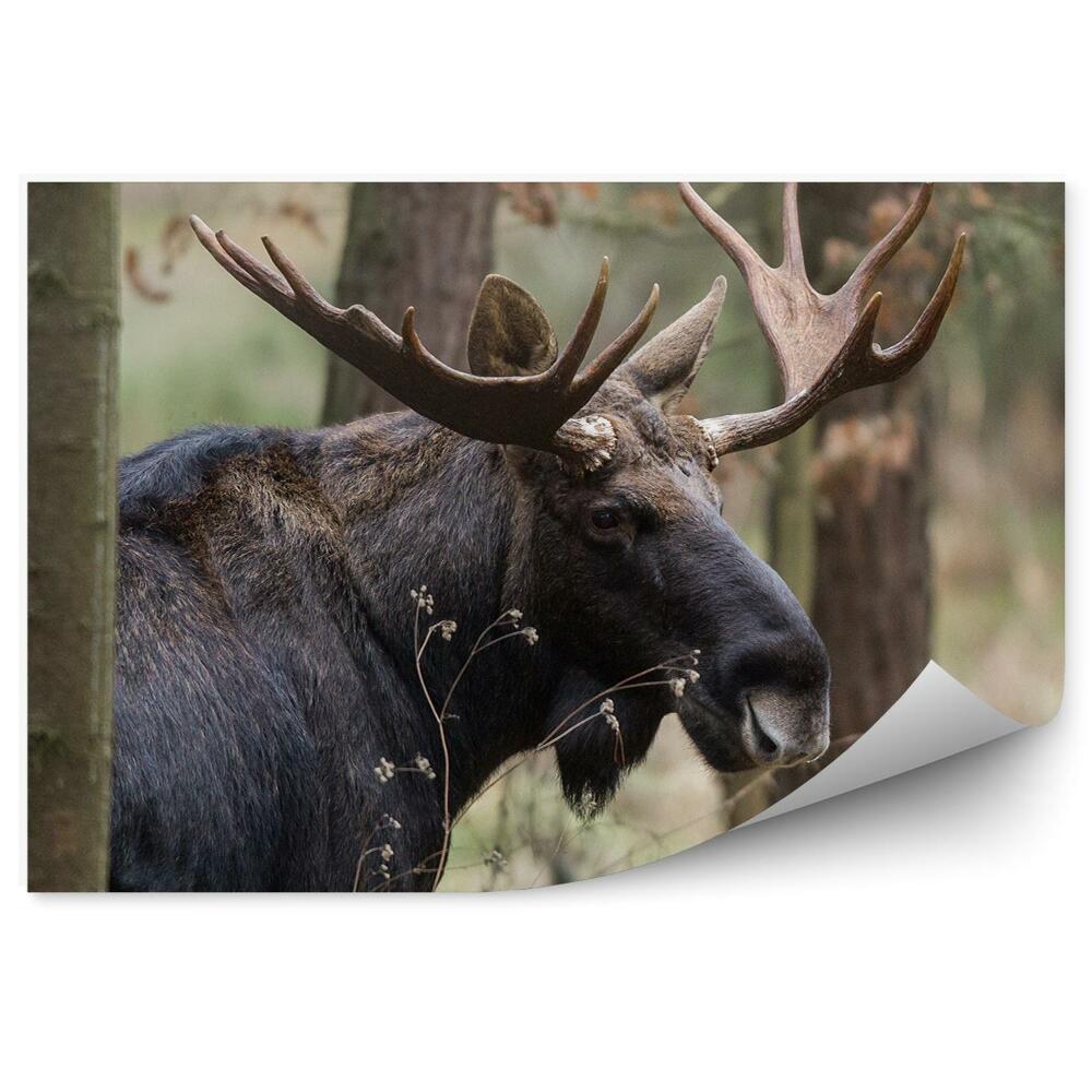 Samolepící fototapeta Los mezi stromy