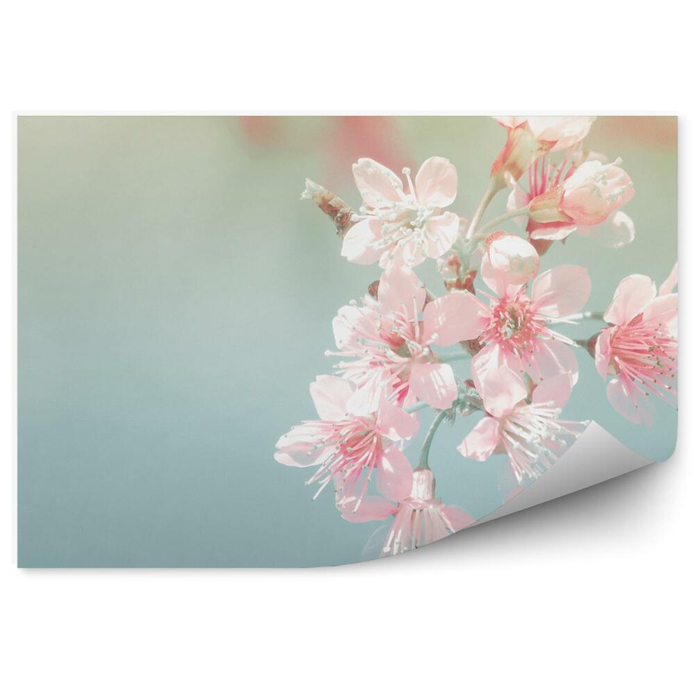 Samolepící fototapeta Růžové třešňové květy modré pozadí obrázek