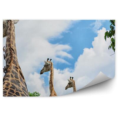 Samolepící fototapeta Žirafy na pozadí oblohy