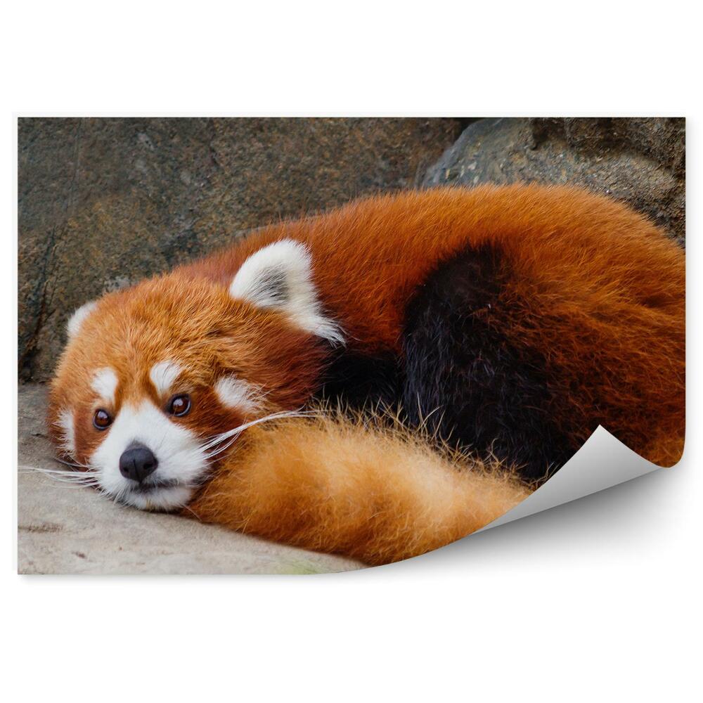 Fototapeta na zeď Malá panda červená