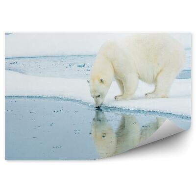 Samolepící fototapeta Lední medvěd na sněhu