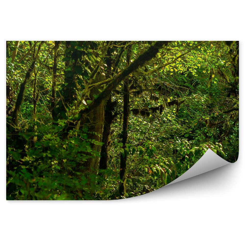 Fototapeta Listy tropického lesa