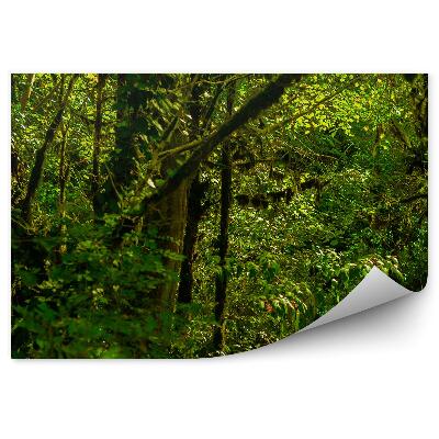 Fototapeta Listy tropického lesa