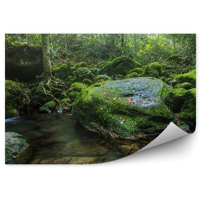 Fototapeta na zeď Lesní voda přírodní mech