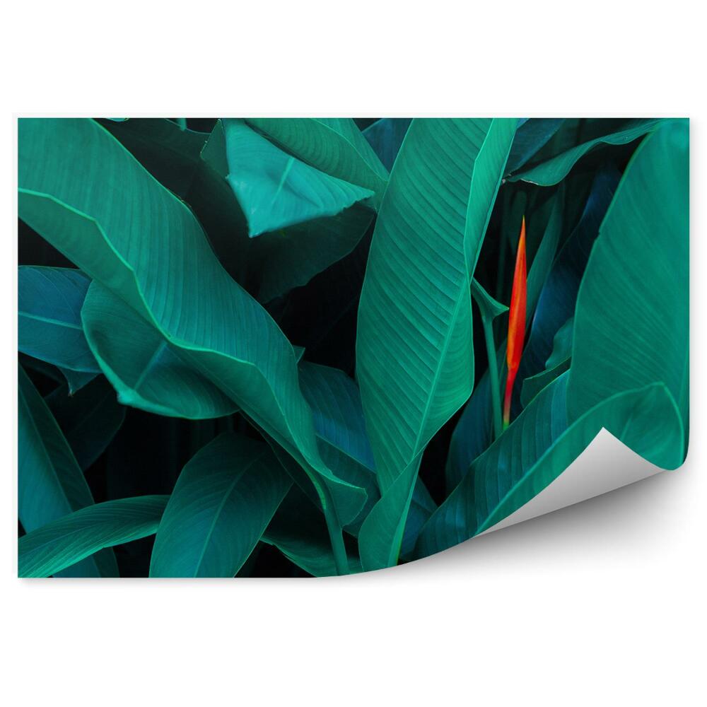 Samolepící fototapeta Detailní záběr na zelené listy tropické rostliny