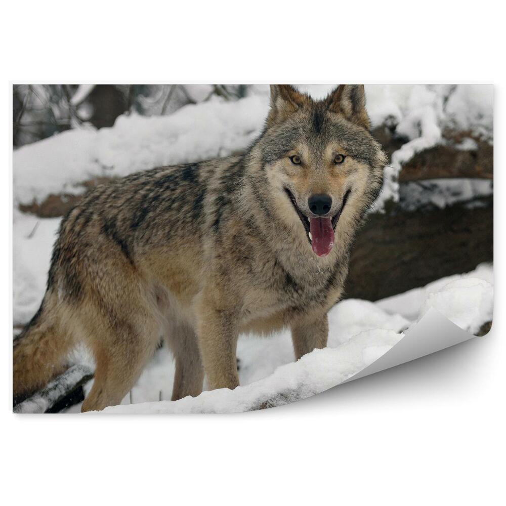 Fototapeta Les zima sníh kmen větve vlk