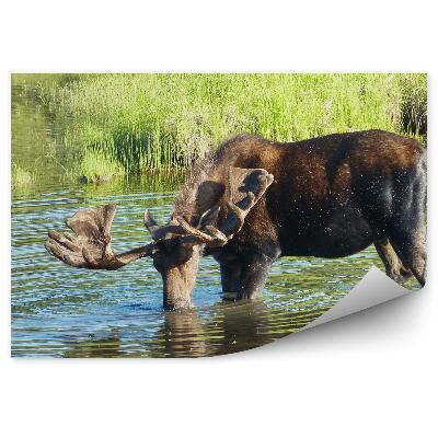 Fototapeta na zeď Los v bažině