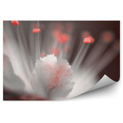 Fototapeta Červené a bílé třešňový květ hnědé pozadí