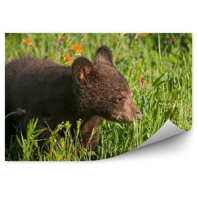 Fototapeta na zeď Medvěd na louce a květiny