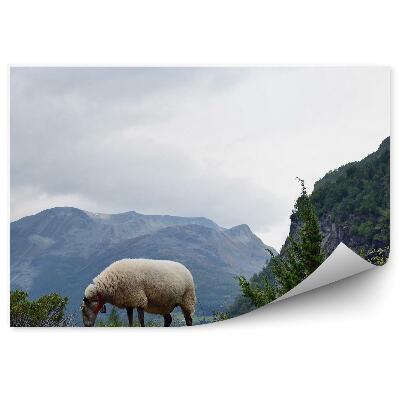 Fototapeta na zeď Norsko ovce pasoucí se hory příroda