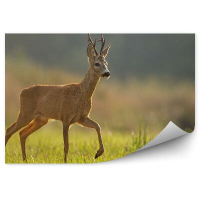 Samolepící fototapeta Srnčí na louce