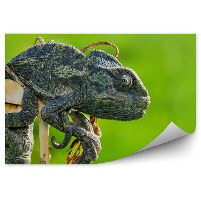 Samolepící fototapeta Tmavý chameleon na zeleném pozadí
