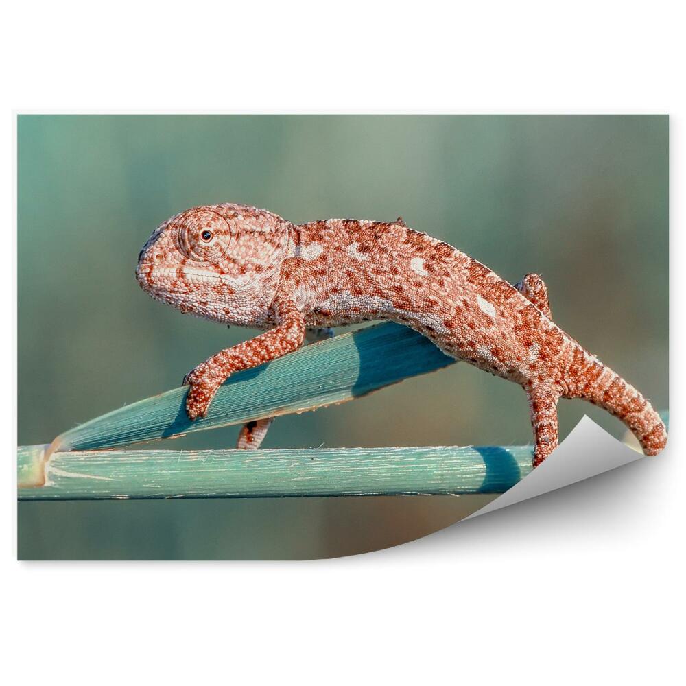Samolepící fototapeta Oranžový chameleon na stonku