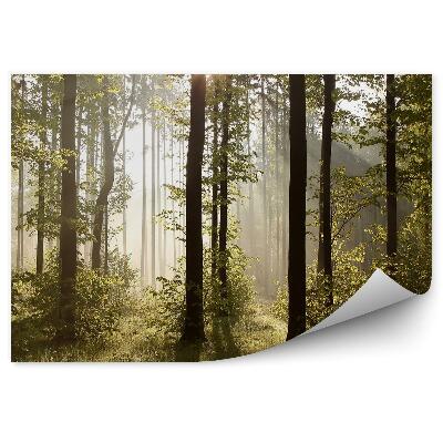 Fototapeta na zeď Mlha strom les