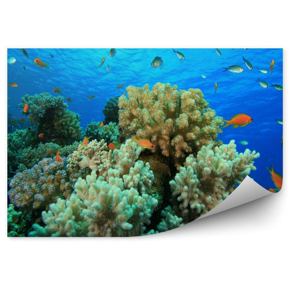 Fototapeta na zeď Detailní záběr na útesové ryby zvířata vody