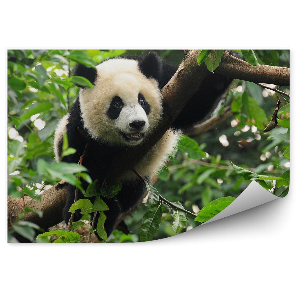 Fototapeta na zeď Panda sedící na stromě