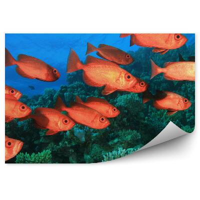 Fototapeta Ryby a korálový útes