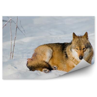 Samolepící fototapeta Vlk na slunci zimní sníh odpočinek