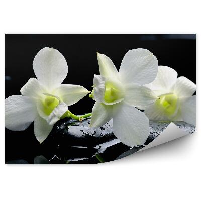 Fototapeta Bílé květy orchidejí, černé kameny, voda