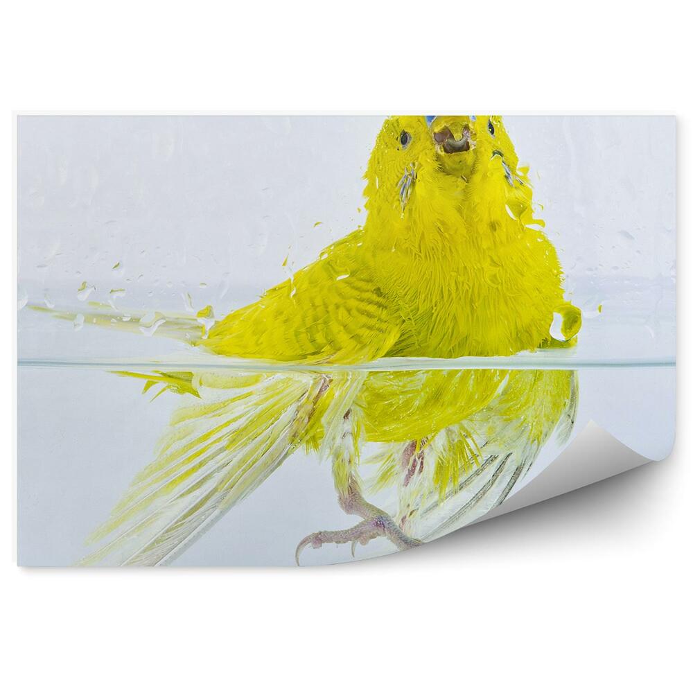 Samolepící fototapeta Papoušek vlnkovaný ve vodě