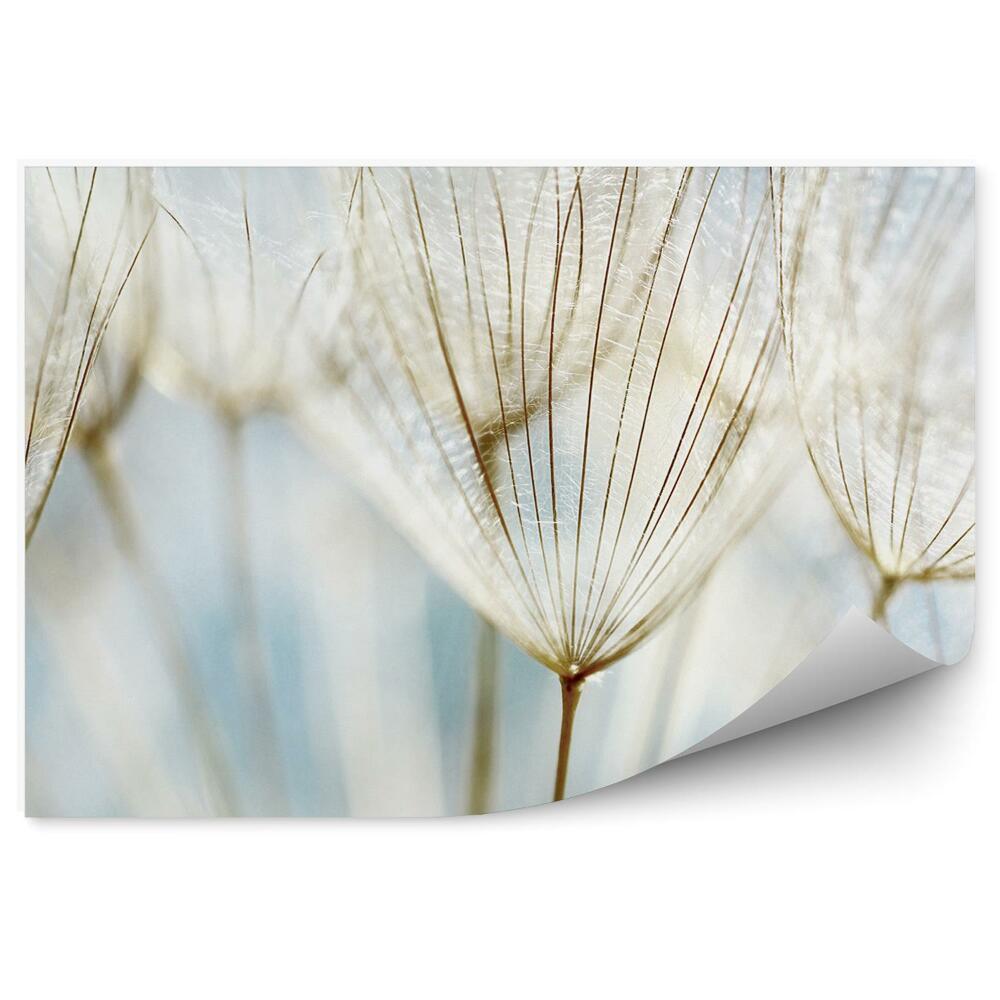 Fototapeta Pampeliška abstraktní květina