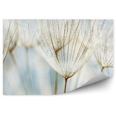 Fototapeta Pampeliška abstraktní květina