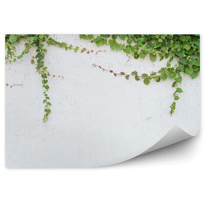 Samolepící fototapeta Ivy na bílé zdi