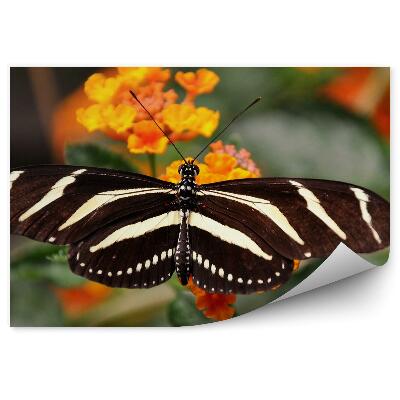 Fototapeta Černý motýl bílé pruhy oranžové květy