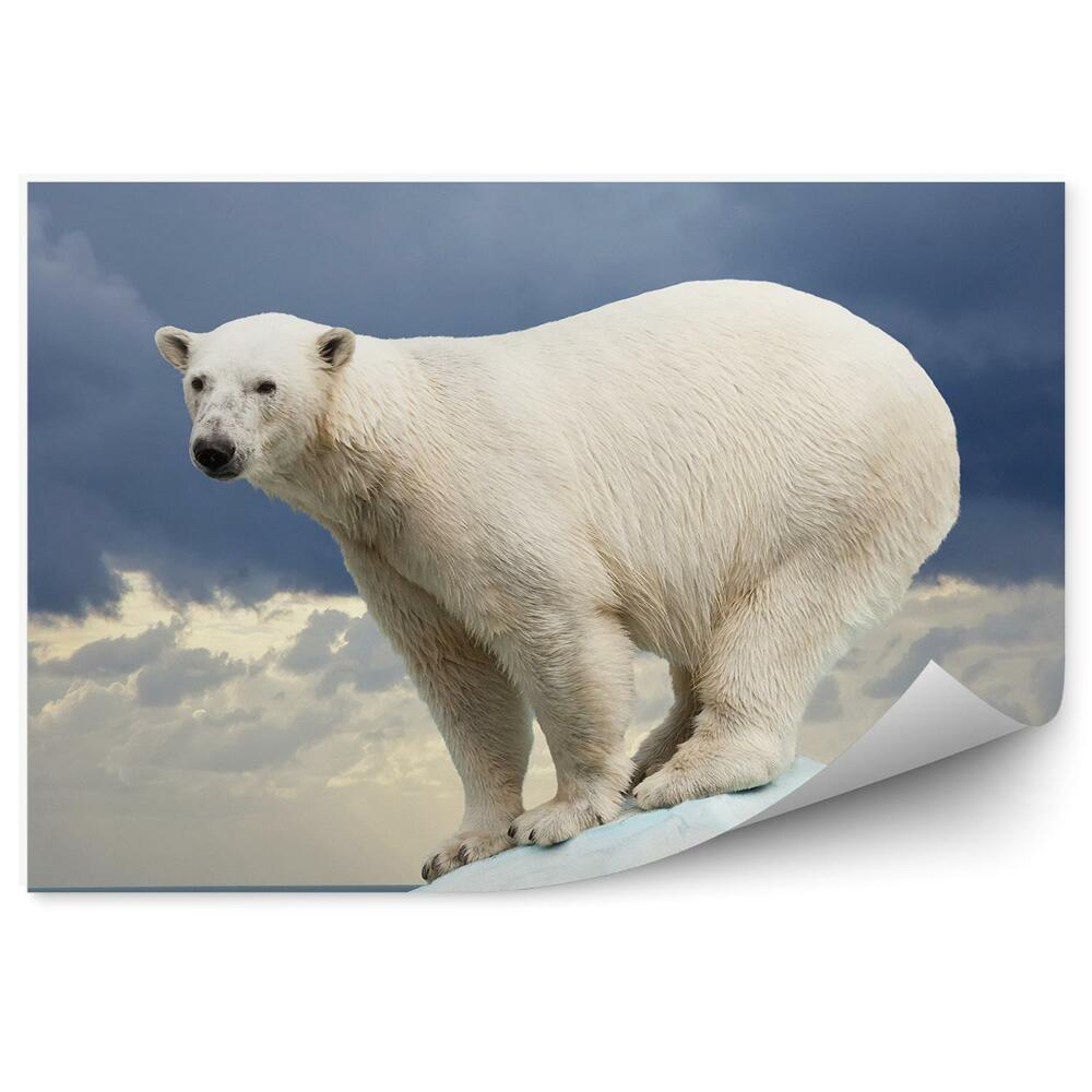 Fototapeta Lední medvěd na pozadí tmavé oblohy