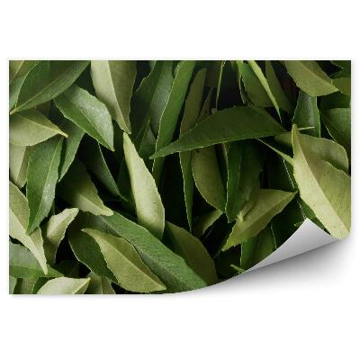 Samolepící fototapeta Kari listy Indie zelené rostliny