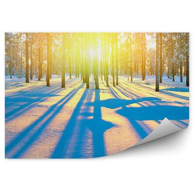 Fototapeta na zeď Zimní jehličnatý les východ slunce tíny na sněhu