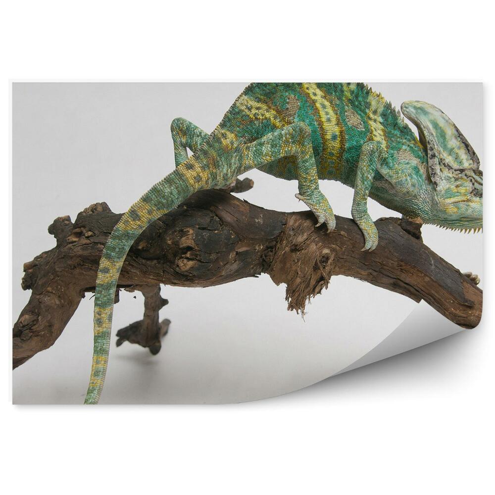 Fototapeta na zeď Barevný chameleon na klacku