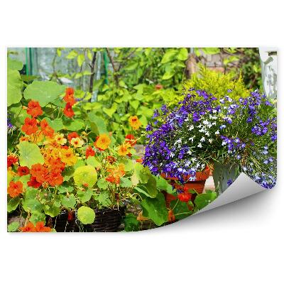 Fototapeta Barevné letní zahradní květiny