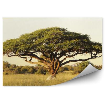 Fototapeta Stromy tráva krajina příroda