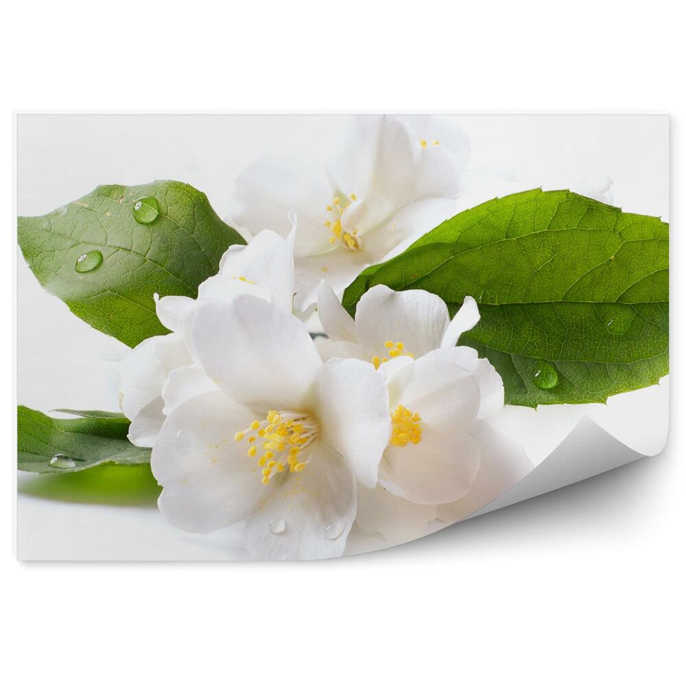 Samolepící fototapeta Bílé květy jasmínu rosa bílé pozadí