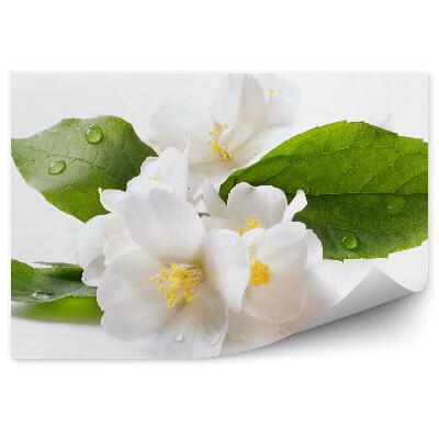 Samolepící fototapeta Bílé květy jasmínu rosa bílé pozadí