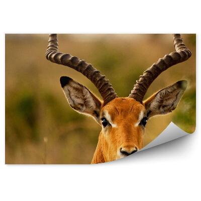 Fototapeta Antilopa živočišná rostliny příroda