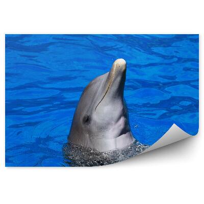 Fototapeta Hlava delfína