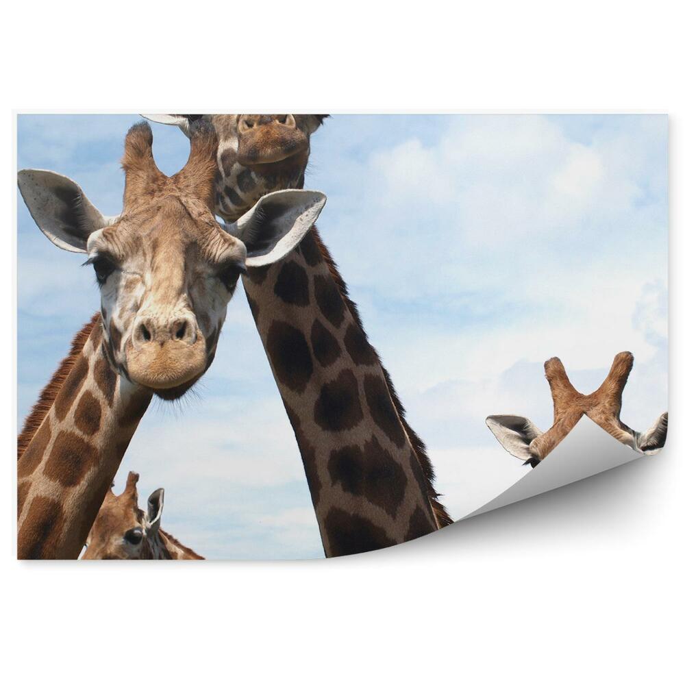 Fototapeta Zvědavé žirafy